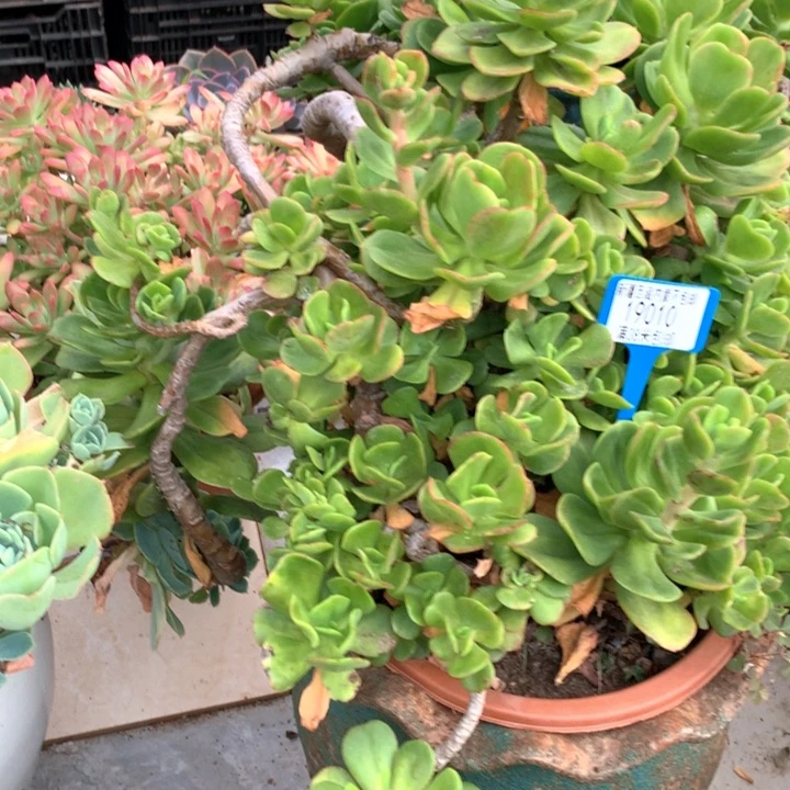 果****?19010红梅多肉