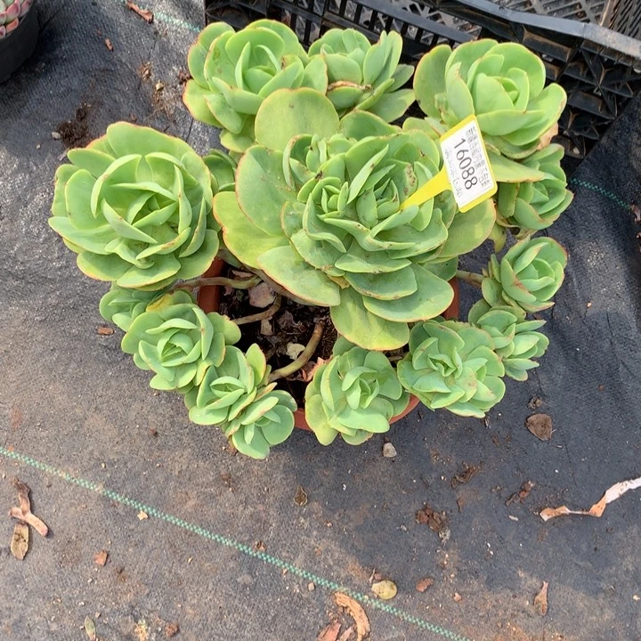 小*苗  碧桃16088