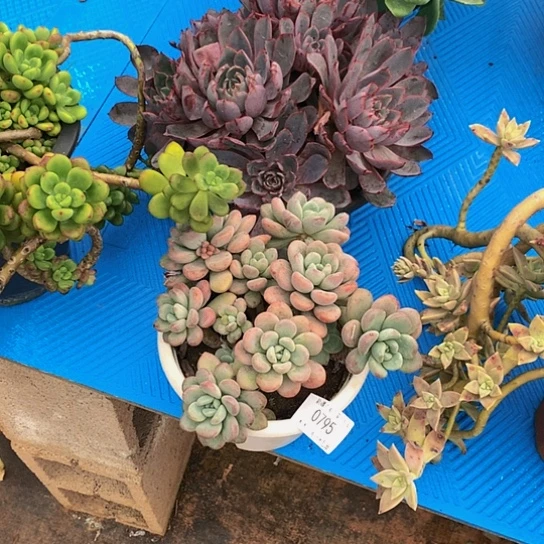 快**子0795白鹭多肉