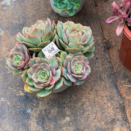 幽*0648白雪公主多肉