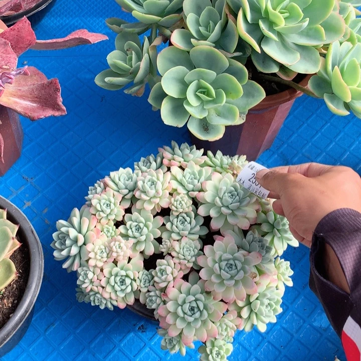 云**姐2551奶油美人多肉