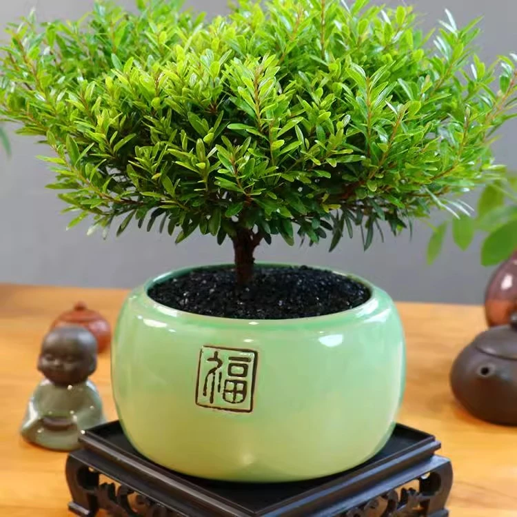小叶赤楠老桩盆栽盆景观叶植物室内花卉办公室桌面小绿植好养四季