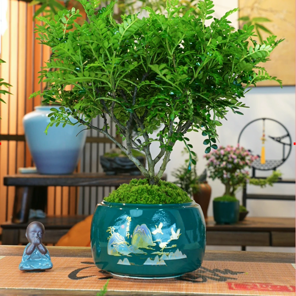 清香胡椒木盆栽花卉室内外驱蚊草植物树苗老桩盆景绿植客厅美观