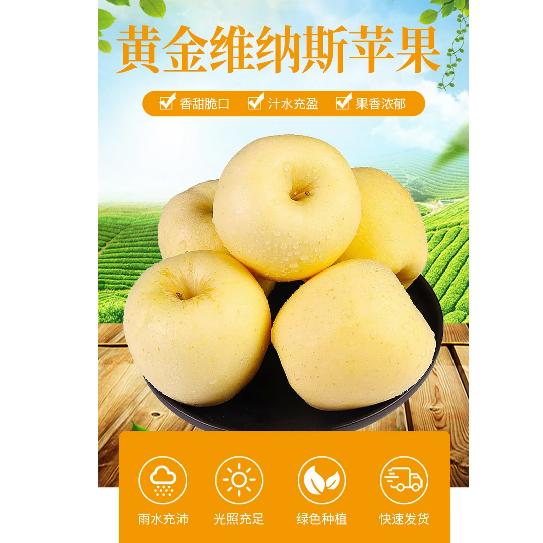 新疆阿克苏维纳斯黄金苹果脆甜可口香味浓郁色泽金黄现摘现发纯甜