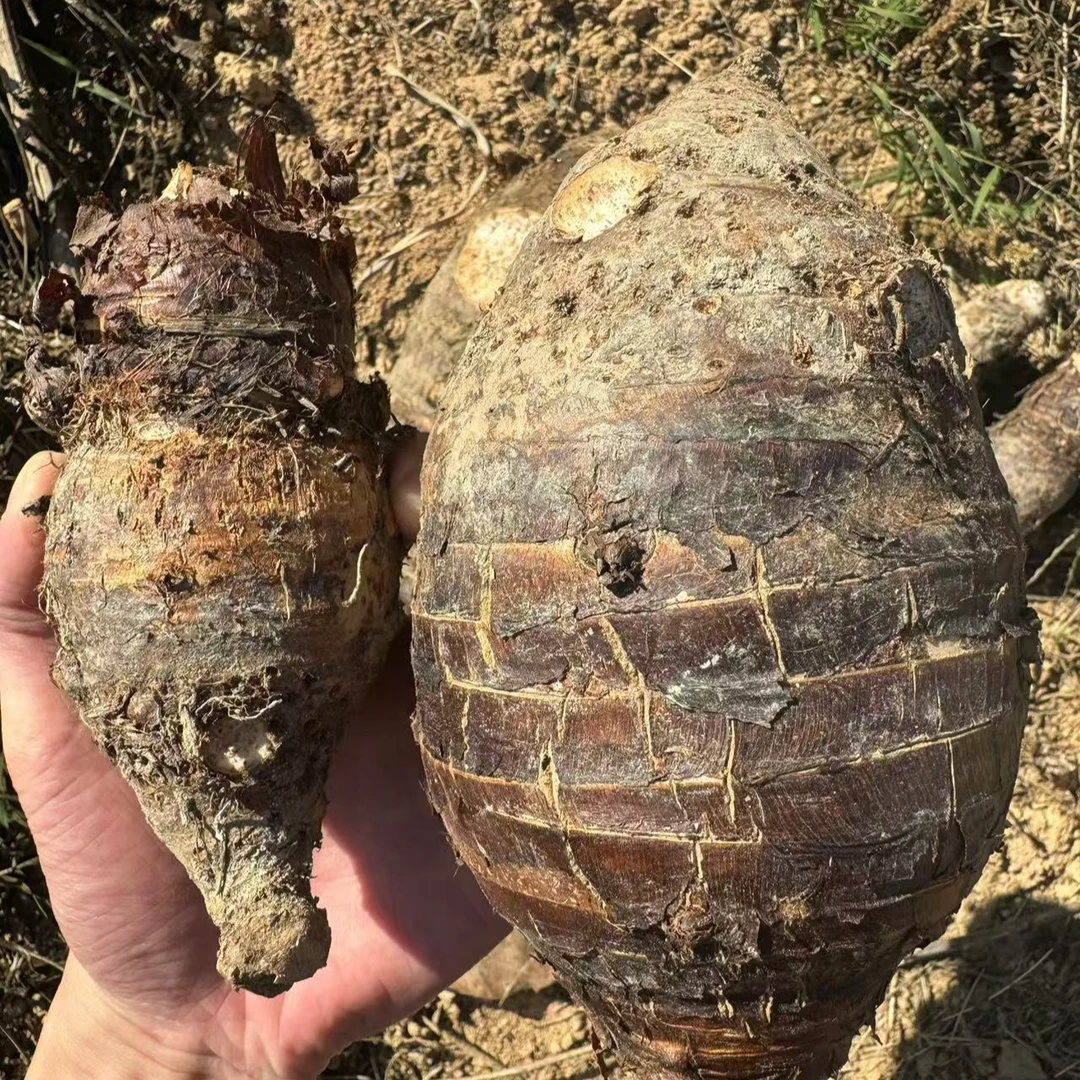 【广宁大芋头】正宗大芋头 农家禾杆地自种蓝芋 农民直发饱满粉香糯