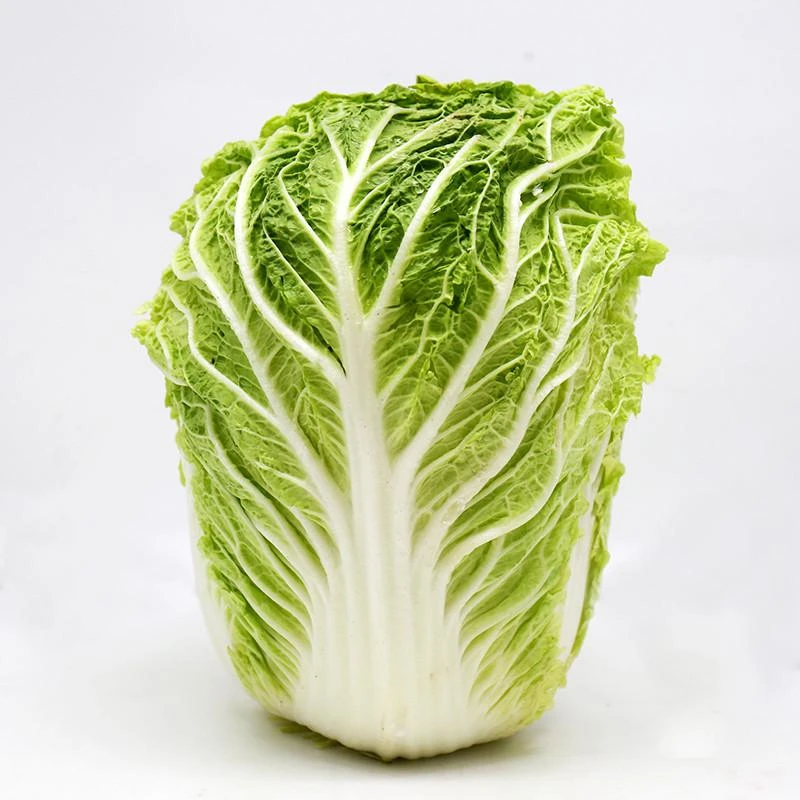 农家种植新鲜大白菜