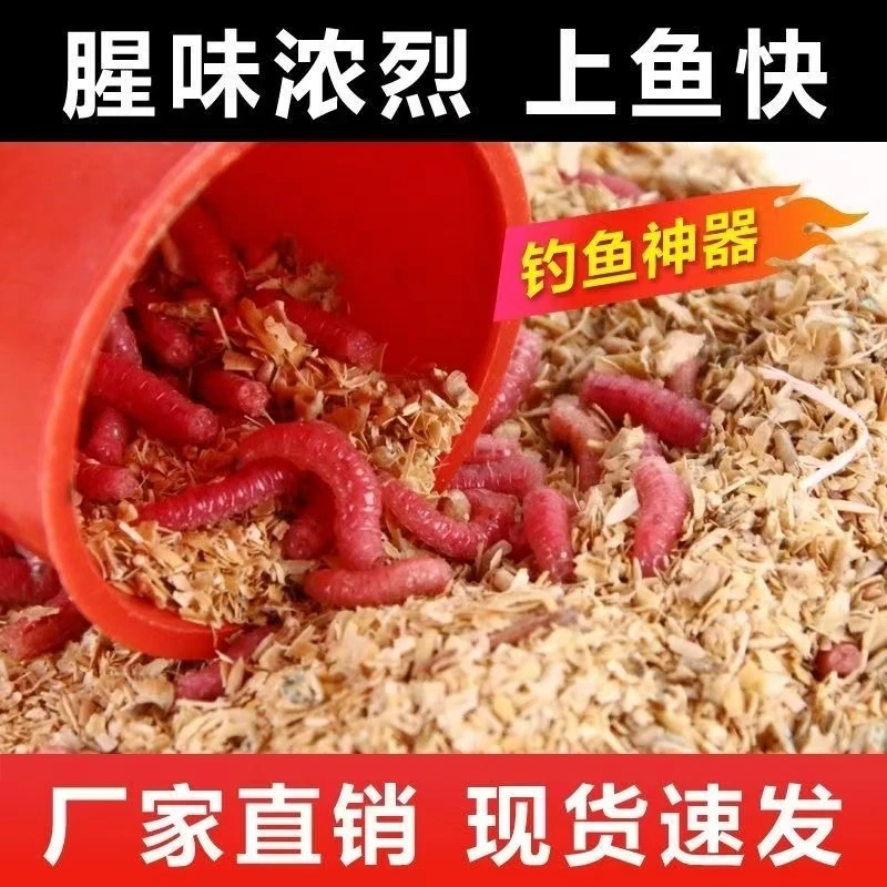 秋冬春季鱼饵垂钓红虫饵溪流钓鱼饵浓腥味饵料户外野钓鲜活红蛆虫