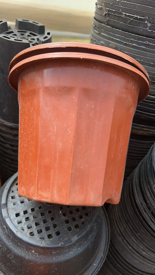 双12塑料旧花盆 红砖16口径高度13圆盆，10个