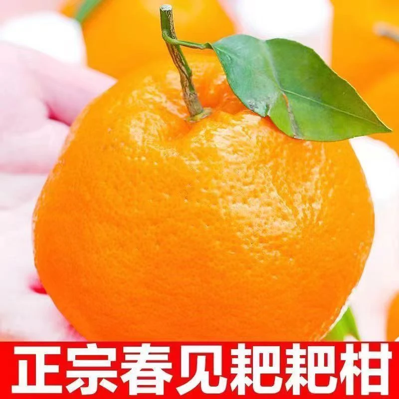 正宗四川眉山春见耙耙柑 香甜特产【坏果包赔】 新鲜采摘 多汁爽口