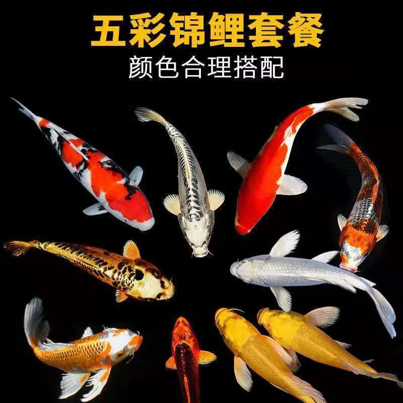 3号精品鱼缸招财聚财锦鲤20/25公分之间11条混搭包邮开箱包活到家