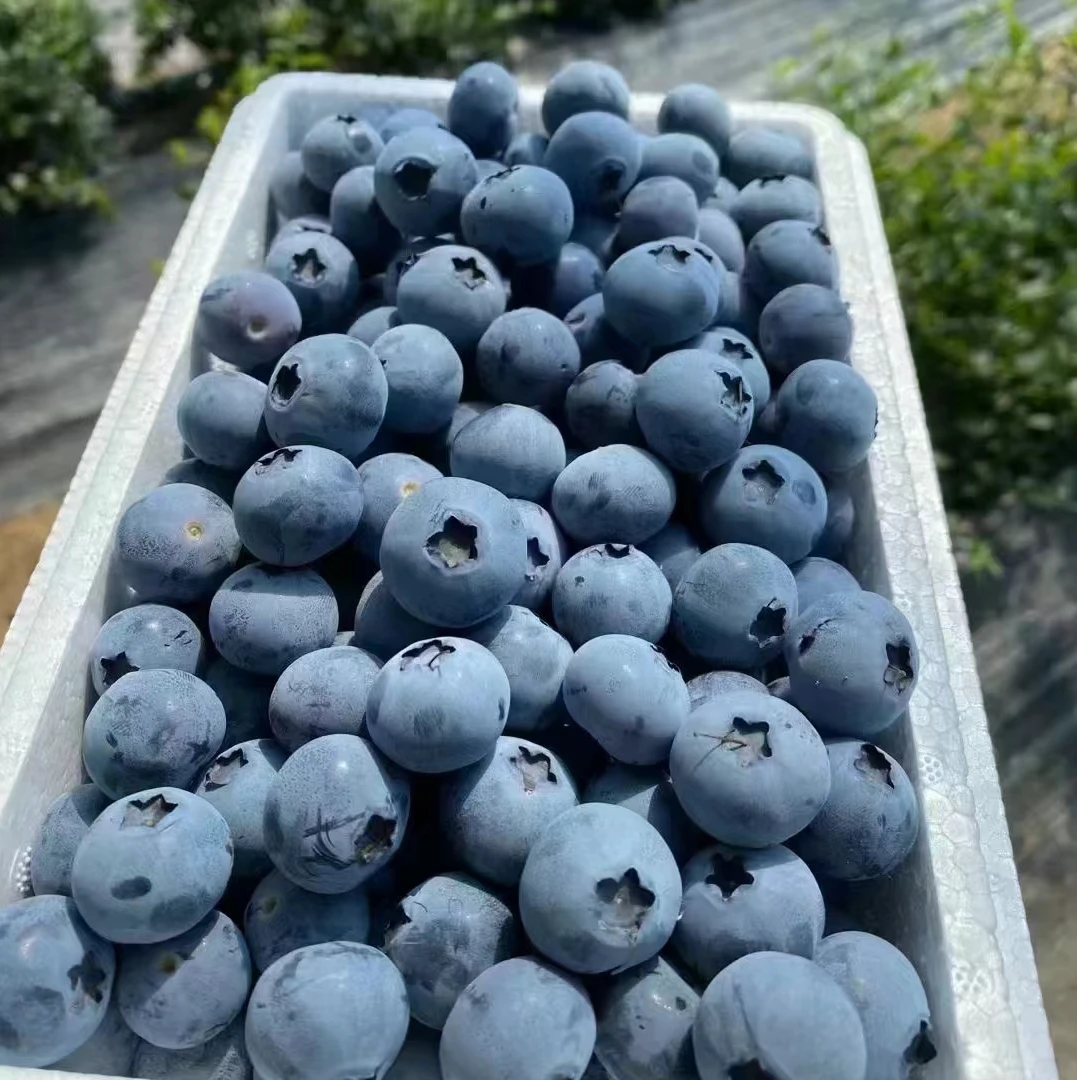 【大果15mm-17mm】蓝莓福利现采现发婴儿辅食100克每盒