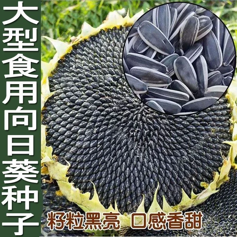 食用型向日葵种子易种瓜子种子食用向日葵花籽阳台大田种植