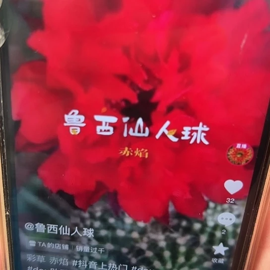 彩草 赤焰 侧芽 满25米包邮