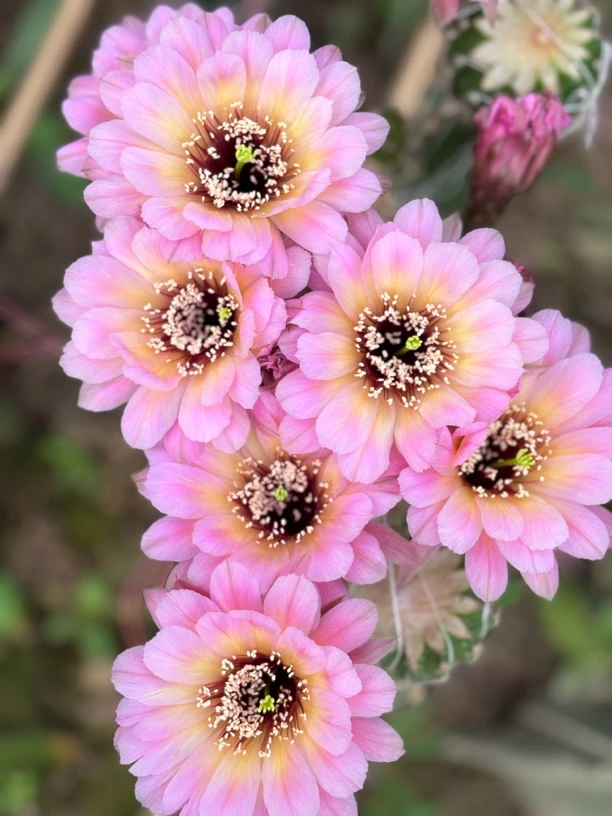 彩草 感恩 侧芽（满25米包邮）