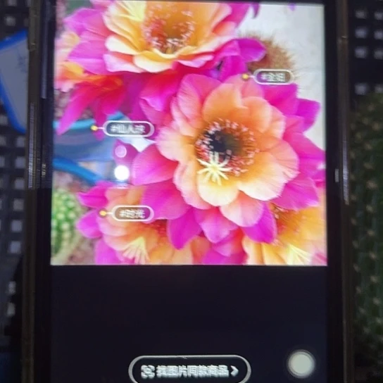 金妞 时光 侧芽满25米包邮