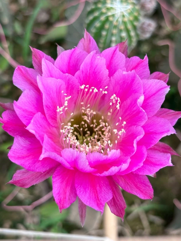 彩草 烟然 侧芽（满25米包邮）