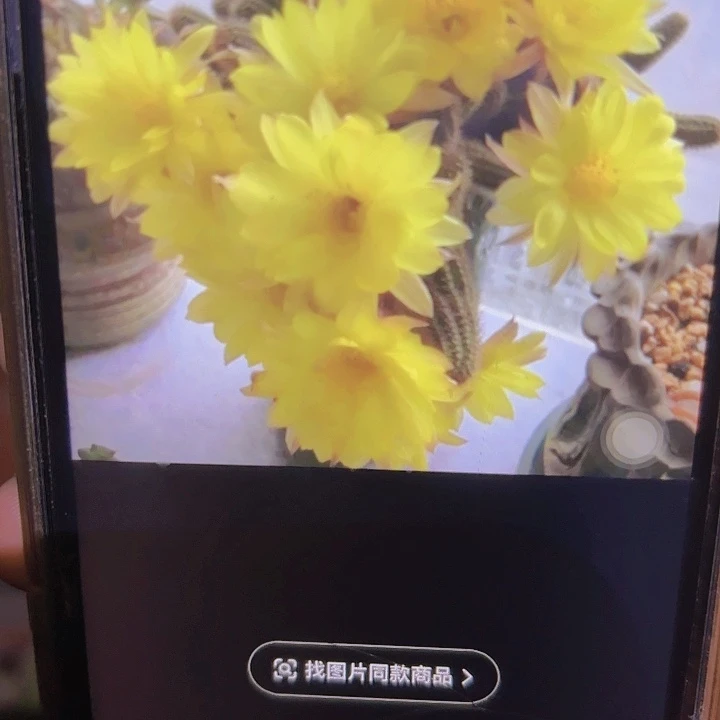 白檀 普拉 带根 满25米包邮