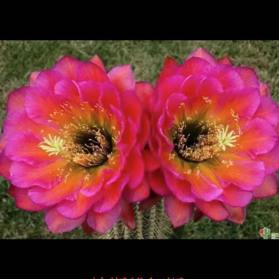 仙人球 毛花柱拉斯维加斯