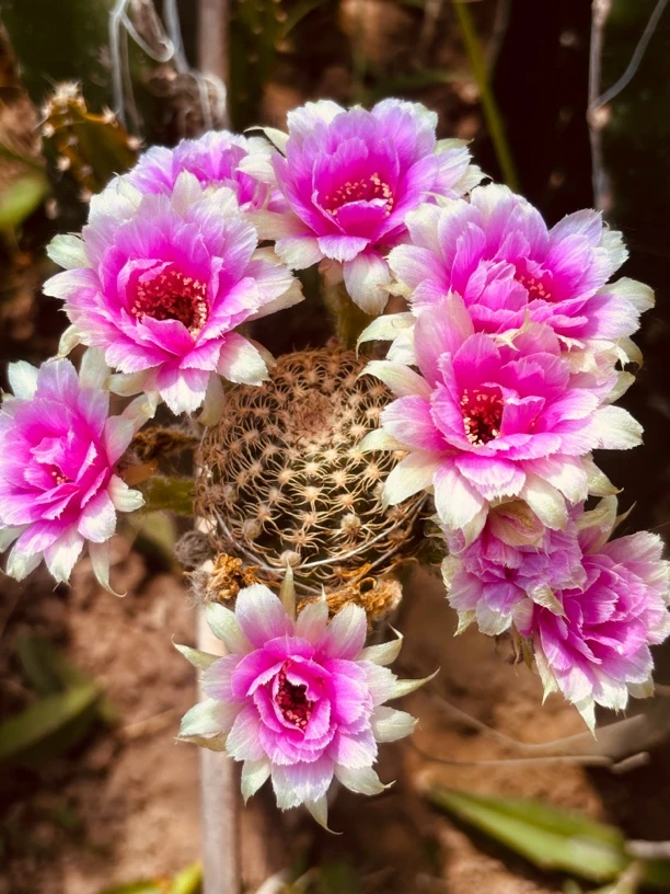 丽花 魅影 侧芽 3公分满25米包邮
