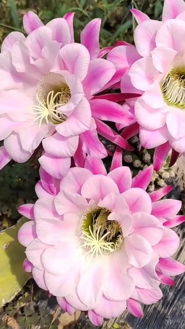 仙人球 毛花柱诺尔斯 短刺无根侧芽