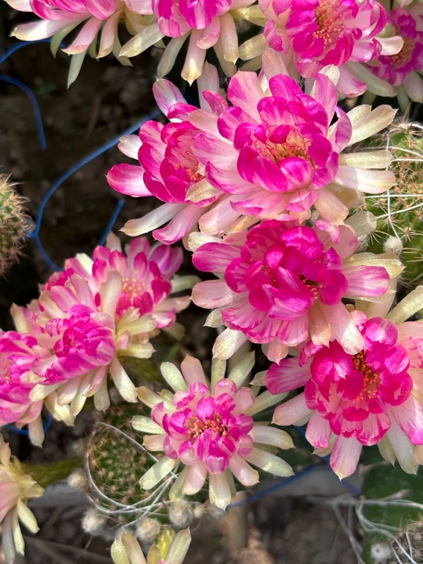 丽花 Bir 侧芽 满25米包邮