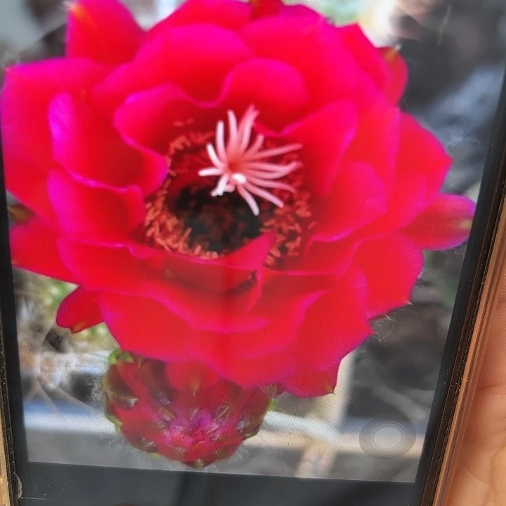 毛花柱 樱桃红 侧芽 满25米包邮