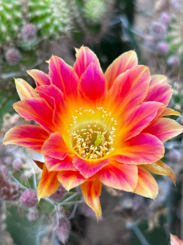 丽花 阳光明媚姐妹 侧芽 满20米包邮