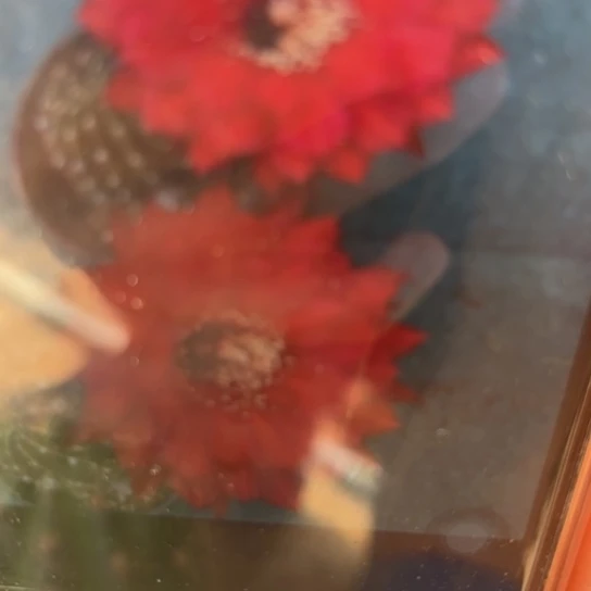 彩草 芊红 侧芽 满25米包邮