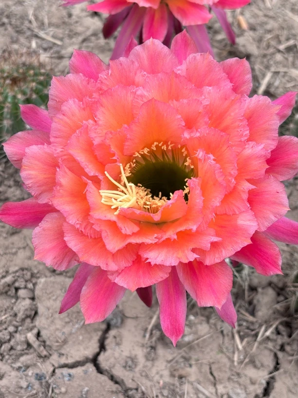 仙人球毛花柱牛牛 侧芽室内盆栽 大花