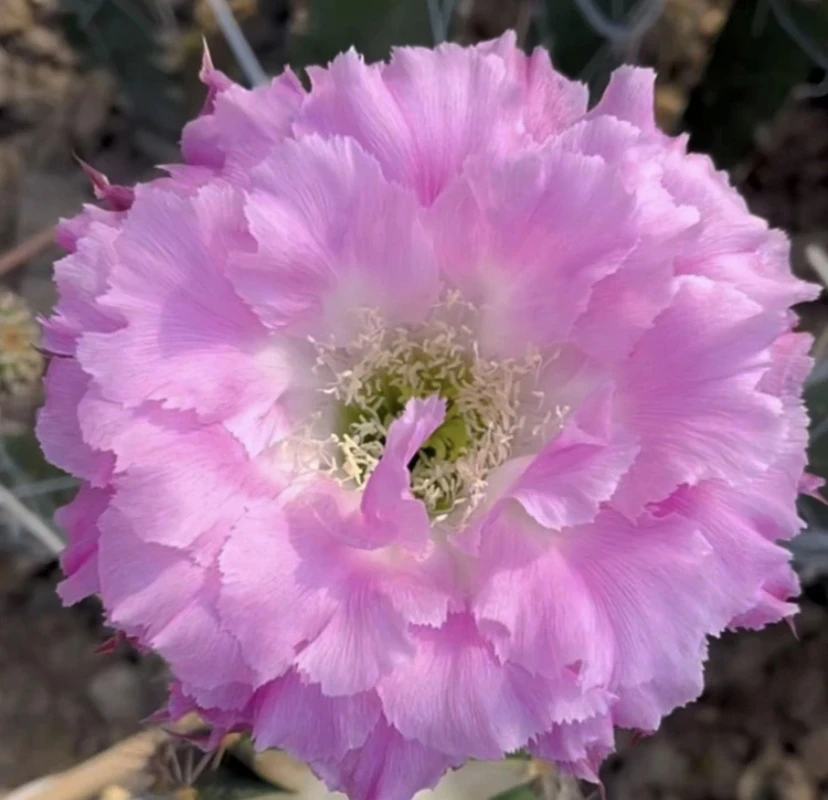 彩草 朵一 侧芽 （满25米包邮）