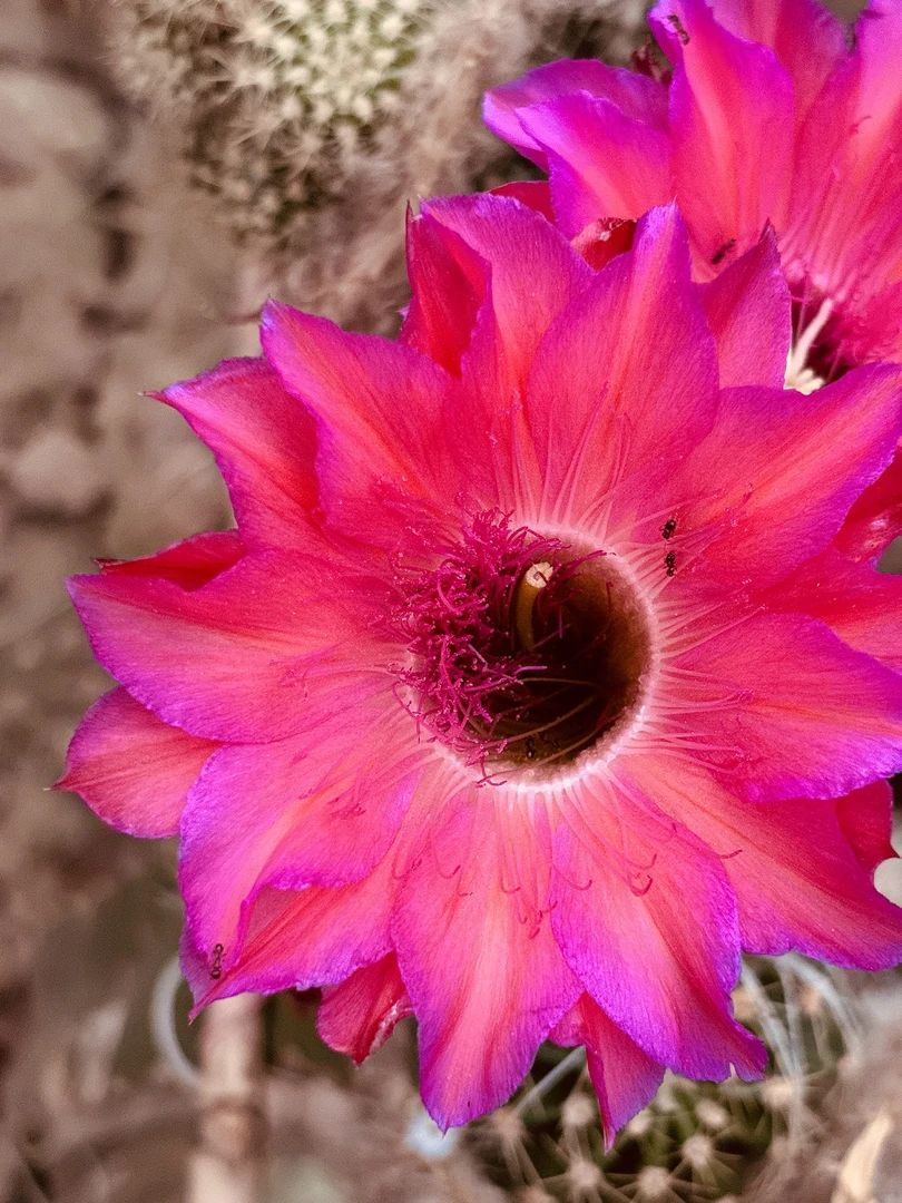 梦想女孩 彩草 侧芽仙人球