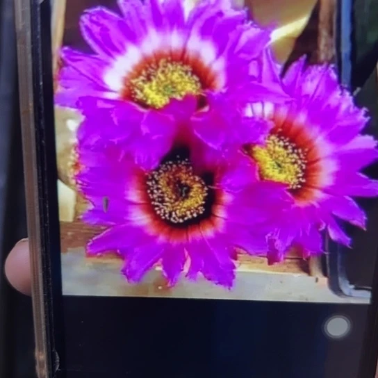 泰迪熊 侧芽 满25米包邮