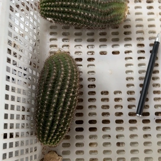 柱金阁侧芽 2棵  0000