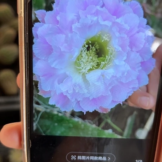 风雅 彩草 侧芽 满25米包邮