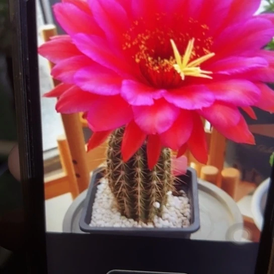 毛花柱 卫玠 侧芽 满25米包邮