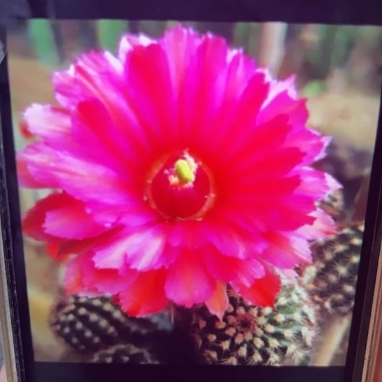 鲜红虾 侧芽 满25米包邮