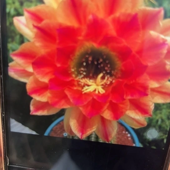 毛花柱 火焰魔术 侧芽 满25米包邮