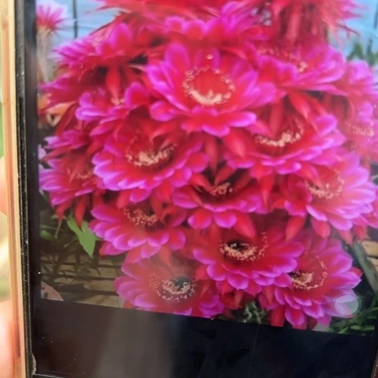 甲骨文 侧芽 满25米包邮