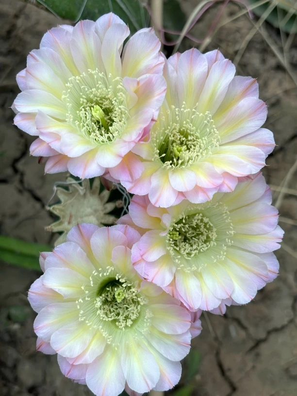 席克氏 爱德华侧芽 芳香（满25米包邮）