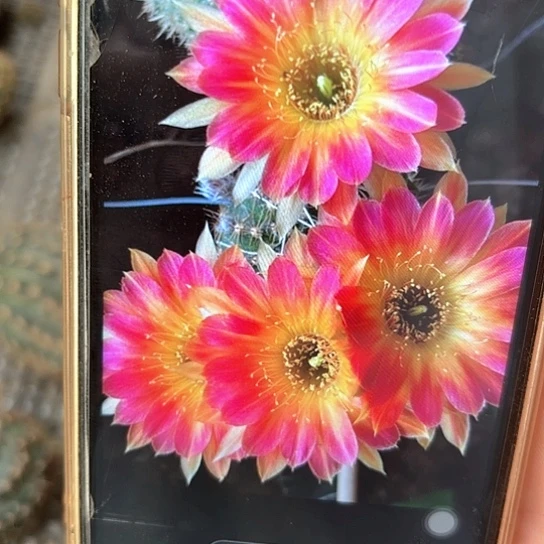 丽花 0117  侧芽 全场满25米包邮