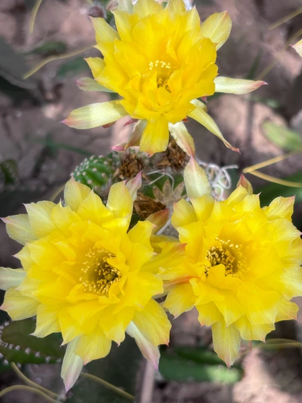 丽花 烛光 侧芽 绿植好养植物 鲁西仙人球