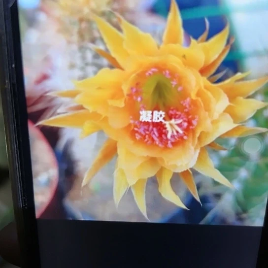 金妞 凝胶 侧芽 满25米包邮