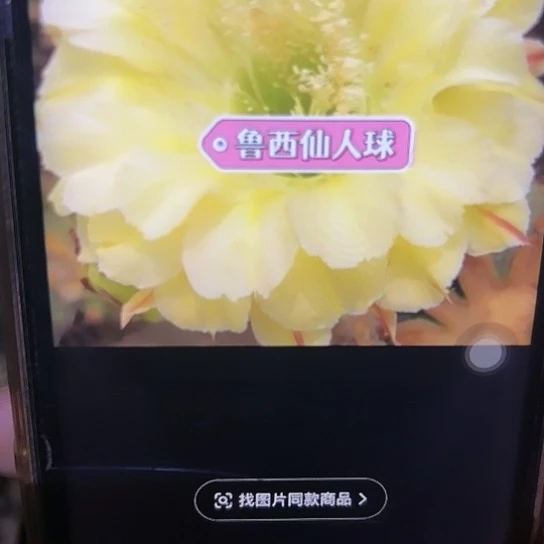 彩草 绿心可可 侧芽满25米包邮