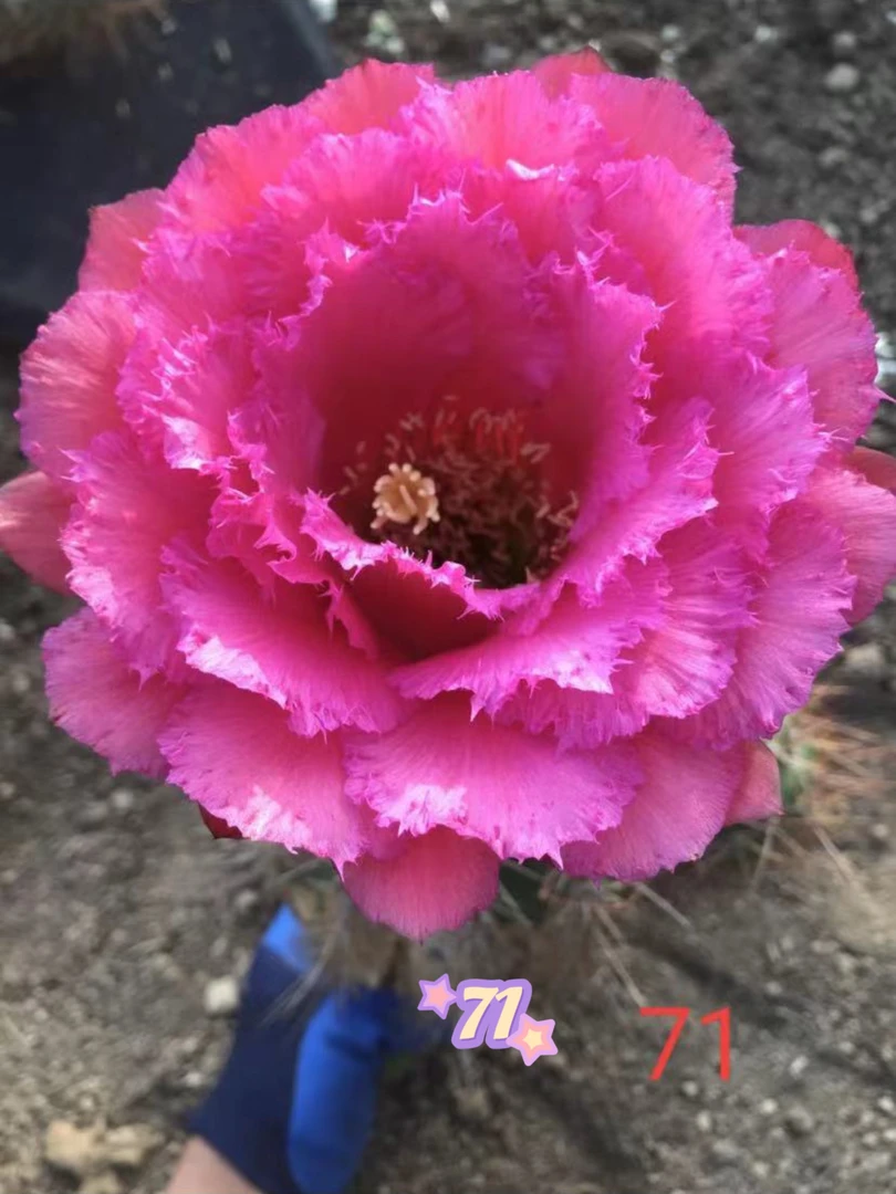 仙人球 毛花柱 71