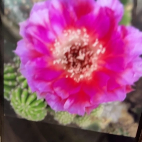 丽花 菲云落 侧芽 满25米包邮