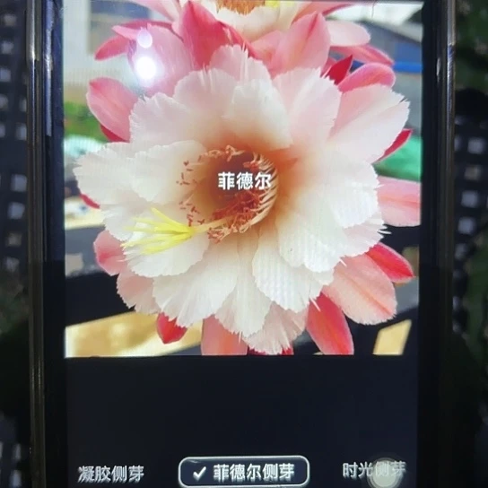金妞 菲德尔 侧芽满25米包邮