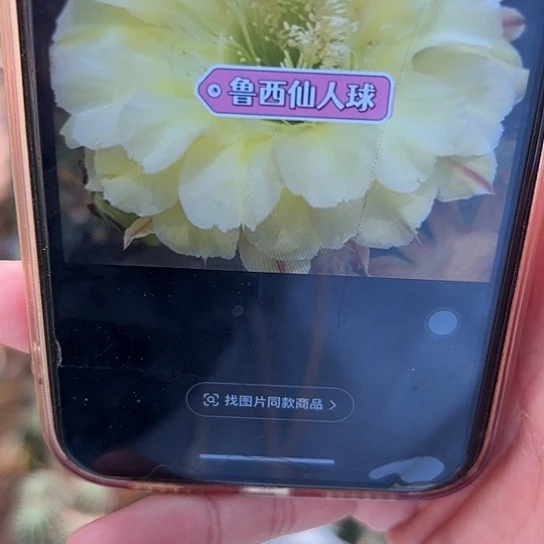 绿心可可 侧芽 满25米包邮