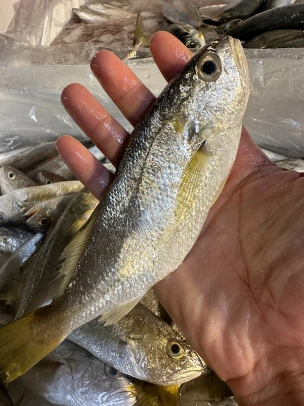 广东湛江 划仔鱼 石头鱼 5斤