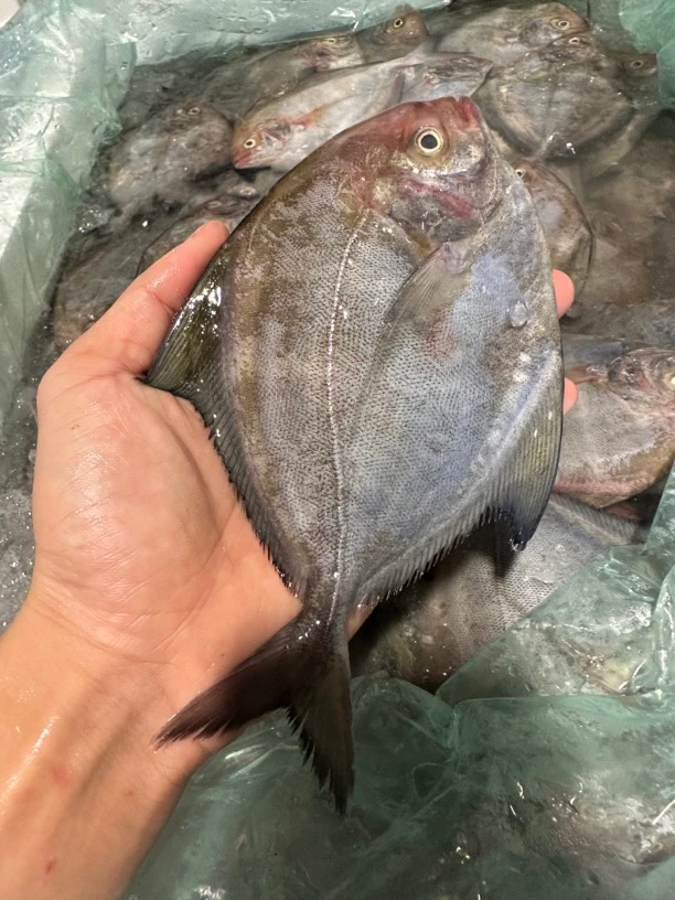 广东湛江 乌鲳鱼 黑仓鱼 5斤 顺丰包邮