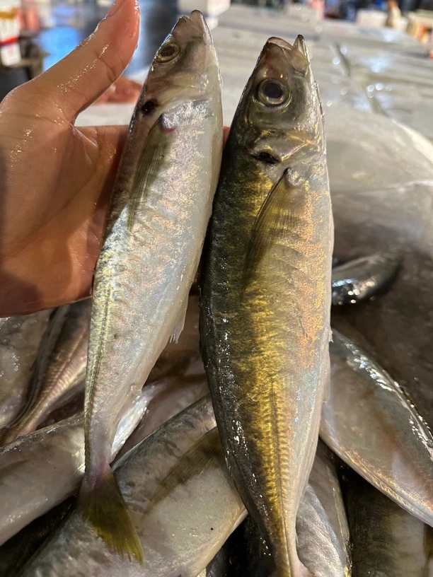广东湛江 巴浪鱼 5斤 顺丰包邮